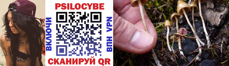 купить наркоту  Кудрово  Галлюциногенные грибы Psilocybe 